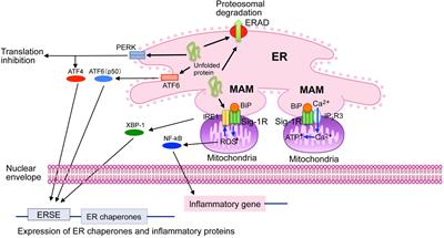 The Sigma-1 Receptor in Cellular Stress Signaling